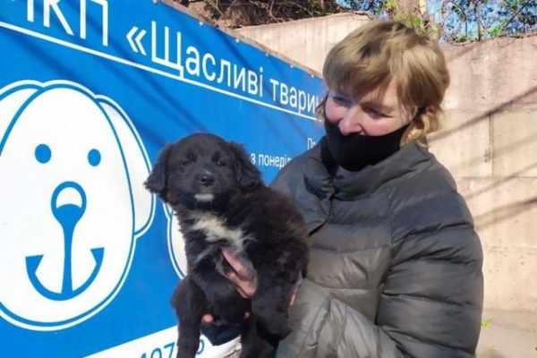 В Мариуполе начинается капитальная реконструкция приюта для животных