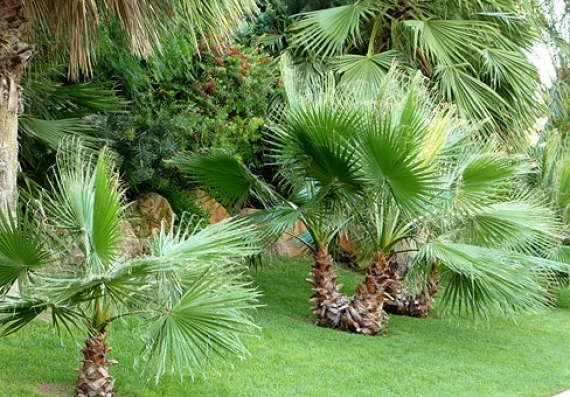 В зимнем саду института орошаемого земледелия снова будут расти пальмы