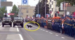 Конфуз на параде в «ДНР»: «министра обороны» преследовала дворовая собака (фотофакт)