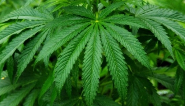 В Славянске полицейские выявили плантацию конопли