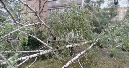 В Донецке погиб ребенок – во время ветра на него упало дерево