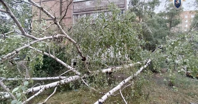 В Донецке погиб ребенок – во время ветра на него упало дерево
