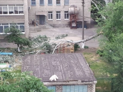 В Донецкой области на игровую площадку детсада упало 5-метровое дерево (фотофакт)