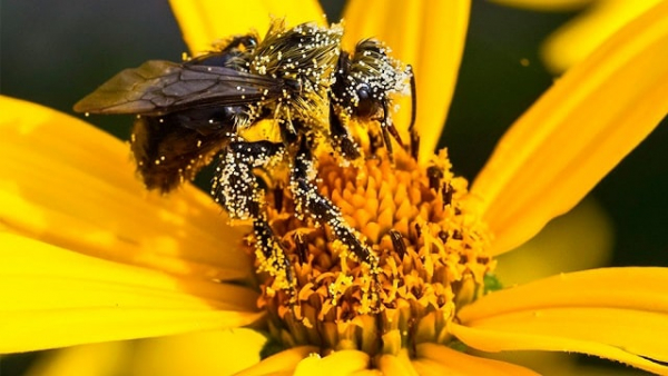 Цветочная пыльца: сбор и хранение