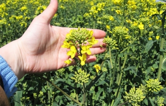 Борьба с вредителями рапса