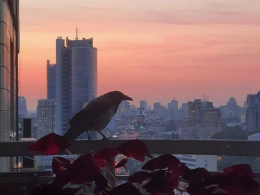 Ворона на балконе: развлечения за еду