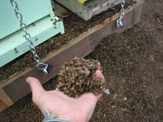 В Донецкой области зафиксирована новая вспышка массовой гибели пчел