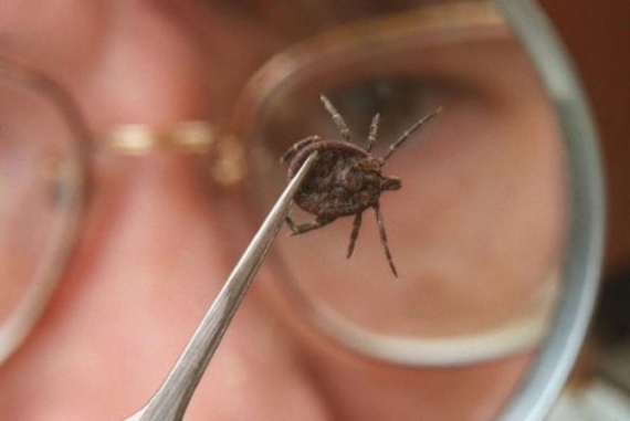 Жителей «ДНР» атакуют паразиты: 4 пострадавшим подтвердили страшный диагноз