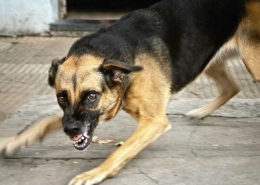 На Донетчине домашние животные находятся под угрозой смертельной болезни