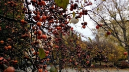 Зеленые насаждения Мариуполя требуют замены