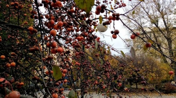 Зеленые насаждения Мариуполя требуют замены