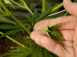 Правоохранители конфисковали 1,5 кг каннабиса, маковой соломки и опия