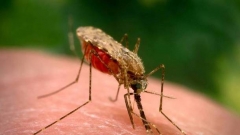 В Донецкой области зафиксирован случай заболевания малярией