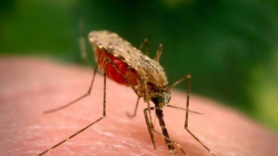 В Донецкой области зафиксирован случай заболевания малярией