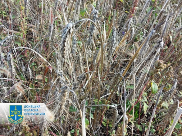 Директор госагропредприятия причинил ущерб государству на сумму 3,4 млн гривен