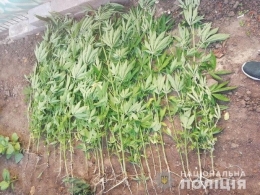 В Мариуполе нашли два огорода и теплицу, засаженные кустами конопли