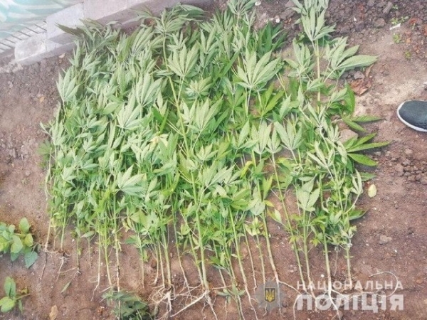 В Мариуполе нашли два огорода и теплицу, засаженные кустами конопли