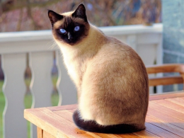 Сиамская кошка: характер, поведение, особенности, плюсы и минусы породы