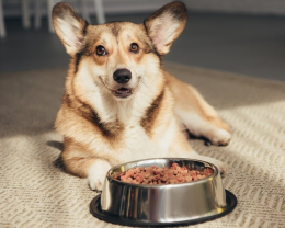Покупать сухой корм для собаки или нет?