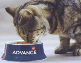 Корми для котів Advance: що за бренд, інгредієнти та асортимент, цікаві факти