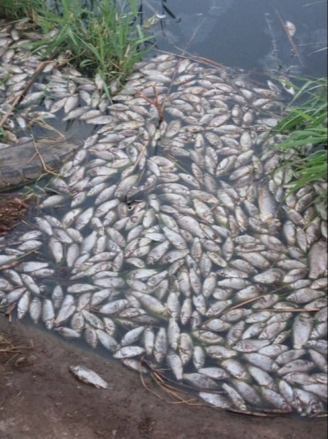 Оккупационное предприятие отравило реку и ставок, убив 15 тысяч особей рыбы