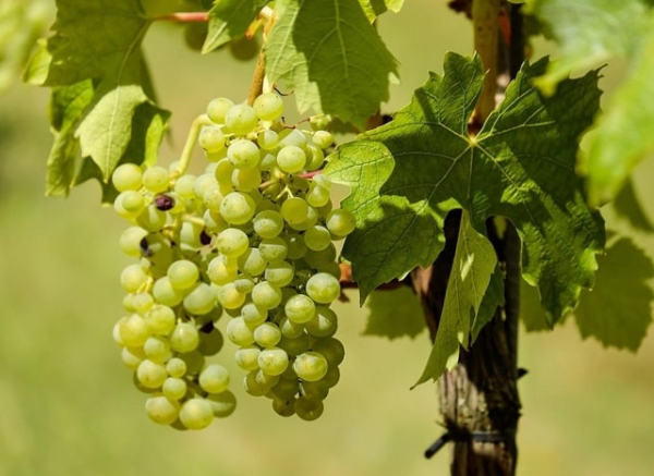 Удивительный кишмиш: из интернета на грядку