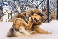 Эффективные средства от блох и клещей для собак всех пород (обзор, сравнение от zootovary.com)