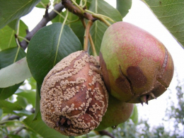 Монилиоз (плодовая гниль) груши: что это такое