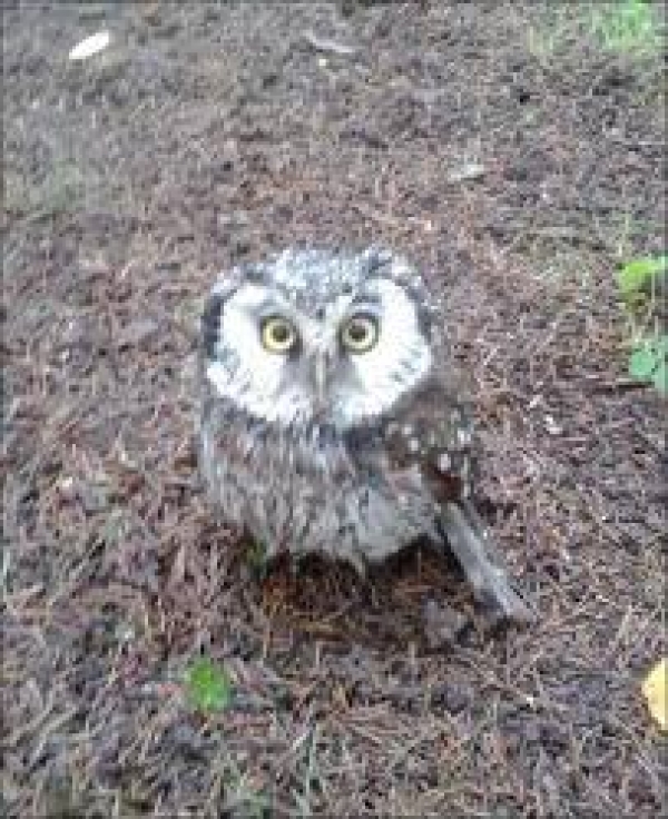 Сотрудник полиции спас совенка, оказалось - зря